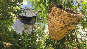 30 lei/kg miere poliflora 2018. PiaÈa Mierii 2018 Un Stupar Cunoscut DezvÄluie Ce Produse Apicole Aduc Profit In Acest An