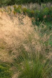 Image result for Sporobolus