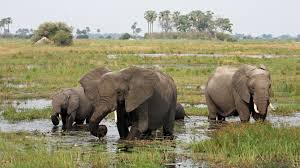 Check spelling or type a new query. Discover Moremi Game Reserve Okavango Delta Andbeyond