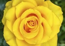 There are different varieties of wild roses such as rosa carolina and rosa multiflora that can easily thrive in regions under zone 5 to 8. Growing Roses In Texas State Fair Of Texas
