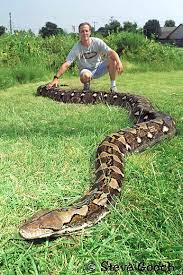 Le titanoboa large de 80 centimètre, aurait eu du mal à franchir votre porte. Reptiles En Captivites De Records