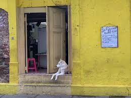 Entdecke rezepte, einrichtungsideen, stilinterpretationen und andere ideen zum ausprobieren. Homepage Patricia Urquiola