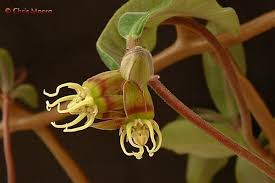 Image result for Raphionacme globosa