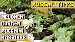 Hallo, wir haben noch etliche kürbisse aus unserem garten, die nun dringend verarbeitet werden sollen. Gurken Melonen Zucchinis Und Kurbis Richtig Vorziehen Jetzt Anfangen Und Aussaen Youtube