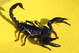 You might also find a camel stick helpful too.3 x research source. Getting Started With Your Tarantula Or Scorpion