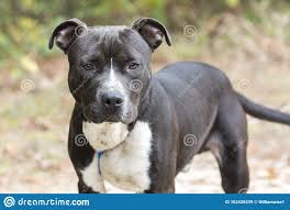 Pitbull — слушать песни онлайн. Junge Schwarz Weisse Pitbull Terrier Hunde An Der Leine Stockbild Bild Von Brut Glucklich 162428239