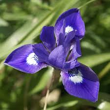Image result for Moraea niassensis