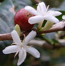 Coffee Bean Berry Flower Health Benefits Best Flower Wallpaper