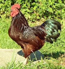 Is my rhode island red a hen or a rooster? Rhode Island Red Bantams For Sale
