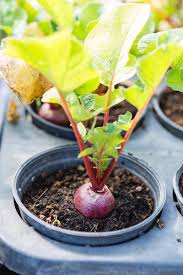 Check spelling or type a new query. How To Grow Beets In Containers Gardener S Path