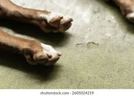 Image result for Pitting nails feet