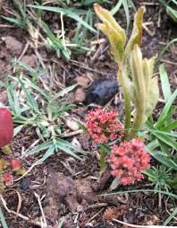 Image result for Lannea edulis