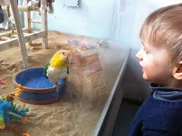 Bird pet shop near me. A Special Thank You To The Great Bird Stores