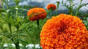 Maybe you would like to learn more about one of these? Bikin Awet Muda Ini Manfaat Tersembunyi Dari Bunga Marigold