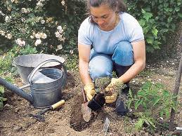 We did not find results for: Comment Planter Le Thym Conseils Et Pas A Pas