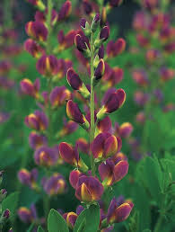 As it's a small flower, growing only about 6 inches tall, it's best planted in masses to maximize visual impact. The One Native Perennial Everyone Should Plant Flowers Perennials Perennial Plants Plants