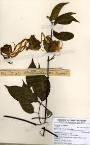 Image result for Strophanthus sarmentosus