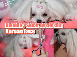 Pin On Dog Grooming Styles