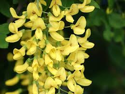 Image result for Laburnum