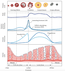 the menstrual cycle vios fertility institute