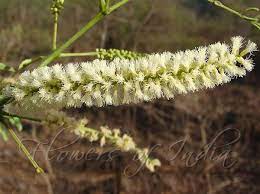 Senegalia Catechu Black Cutch Tree