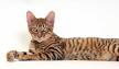 What is a Toyger Cat? How Much Do Toyger Cats Cost? - A ...