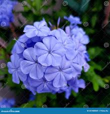 Image result for Plumbaginaceae