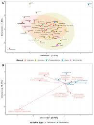 Image result for Lepistemon owariensis