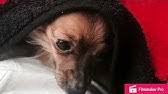 Pet loss poems the last battle. The Last Battle A Pets Poem Youtube