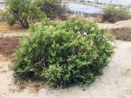 Image result for Suaeda monoica