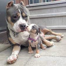 pin on pitbull kopek