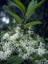 Image result for Chionanthus