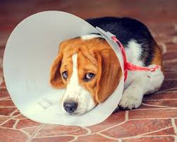 Aus erfahrung können wir sagen, dass die preise meist zwischen 200 und 350 euro liegen, wenn man eine hündin kastrieren lassen möchte. Hund Kastrieren Lassen Pro Contra Einer Kastration Alles Haustier