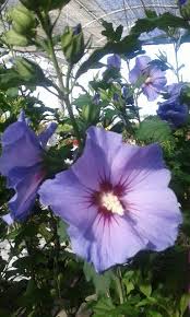 Planta De Hibisco Syriacus O Rosa De Siria De Flor Azul Planta De Hibisco Plantas Plantas Jardin