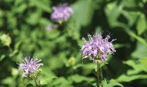 Check spelling or type a new query. Gardening With Native Plants Schlitz Audubon