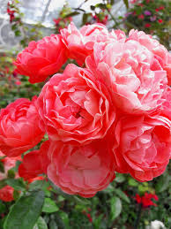 Check spelling or type a new query. Tree Flowers Rose Nature Pink Red Flowers Plant Green Autumn Leaves Bush Pxfuel