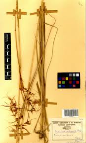 Image result for Hyparrhenia subplumosa