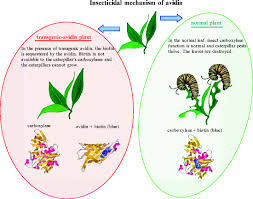 That are safe and effective. Avidin And Plant Biotechnology To Control Pests Springerlink