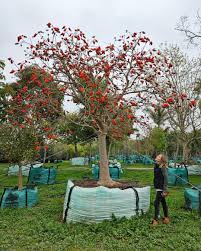 Image result for Erythrina latissima