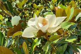 Image result for Gerrardinaceae