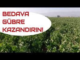 Yesil Gubreleme Verimi Arttirin Youtube