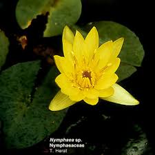Image result for Nymphaeaceae