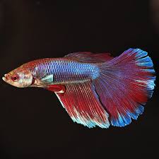 Fw Butterfly Betta Super Delta Tail Blue Male