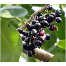 Maybe you would like to learn more about one of these? Thai Black Jamun Plant For Fruits Rs 80 Plant Ankur Hitech Nursery Id 19670030555