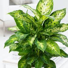 Dieffenbachia Compacta Garden Plant Pots Plants Household Plants