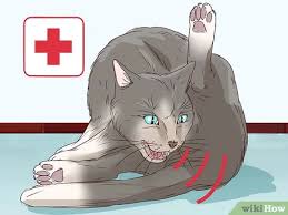 However, cats pant far less than dogs, and panting in cats may be an indication of an internal problem. 3 Ways To Tell If A Cat Is In Labor Wikihow Pet