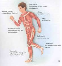 Major muscles of the body, with their common names and scientific (latin) names. Muscle Facts For Kids Human Body Muscles Human Muscular System Human Body Systems