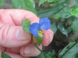 Image result for Commelina nyasensis