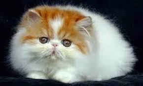 Daftar harga kucing persia berdasarkan usia dan jenisnya. Daftar Harga Kucing Persia Asli Murah Lengkap Terbaru 2018