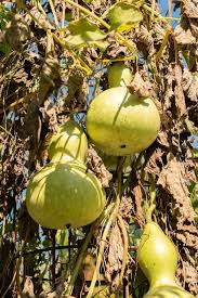 Image result for Lagenaria siceraria